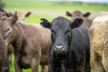 cows and cattle eating grass on a farm. grass fed beef grazing on pasture
