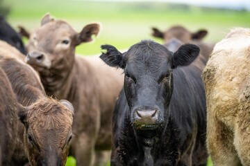 Fototapeta premium agriculture technology sustainable organic food production on a cattle beef farm in america