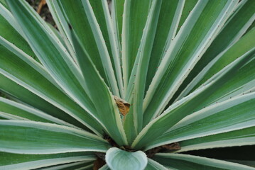 Common agave