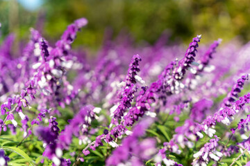 見ごろのアメジストセージ