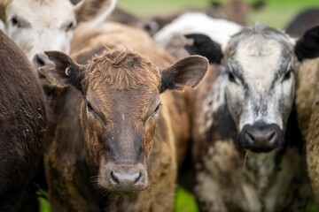 Fototapeta premium Close up of dairy cows in the field, Angus and Murray Grey beef Cattle eating long pasture in spring and summer.