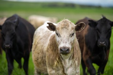 Naklejka premium agriculture technology sustainable organic food production on a cattle beef farm in america