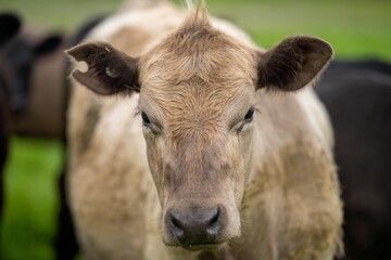 beef steaks and beef production on a farm.  cows on a ranch