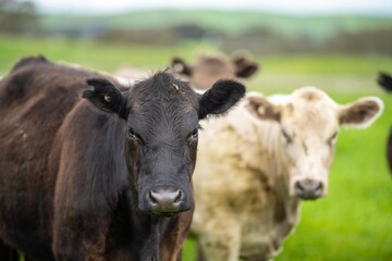 Naklejka na ściany i meble organic livestock with zero carbon emissions on a farm