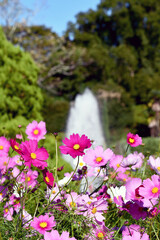 コスモスと噴水