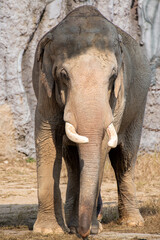 Fototapeta premium An elephant walking calmly between rocks in its habitat. Africa animals concept