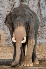African elephant walks zoo between large stones and rocks.