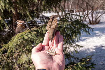 Sparrow eats seeds from a man's hand