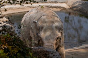Naklejka premium Elephant cooling off in the mud and water in the shadow of the tree