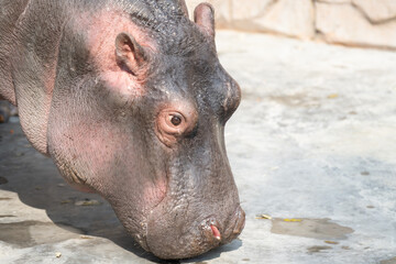 A closeup shot of a young hippo smelling on a dirt ground