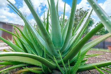 Obraz premium Aloe vera plant in the garden, this is a medicinal plant and is a cool food for the body in the summer