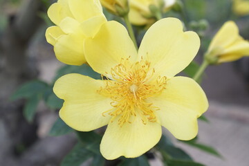 Obraz premium Yellow flower in springtime, buttercup tree blossom bright in golden in spring flower garden