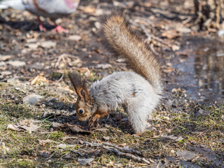 Squirrel in autumn or spring hides nuts on the green grass with fallen yellow leaves