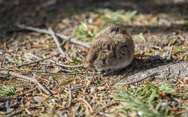 Fototapeta premium A closeup of a Common vole, Microtus arvalis, on the ground with a blurry background
