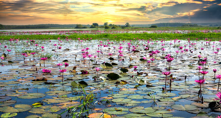 Fields water lilies bloom season in a large flooded lagoon in Tay Ninh, Vietnam. Flowers grow...