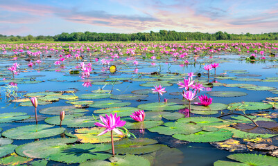 Fields water lilies bloom season in a large flooded lagoon in Tay Ninh, Vietnam. Flowers grow naturally when the flood water is high, represent the purity, simplicity © huythoai
