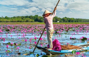 A farmer rowing a boat harvesting water lily in a flooded field on a winter morning, this is her daily livelihood to support family in Tay Ninh, Vietnam