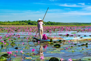 A farmer rowing a boat harvesting water lily in a flooded field on a winter morning, this is her daily livelihood to support family in Tay Ninh, Vietnam © huythoai