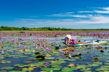 A farmer rowing a boat harvesting water lily in a flooded field on a winter morning, this is her daily livelihood to support family in Tay Ninh, Vietnam © huythoai