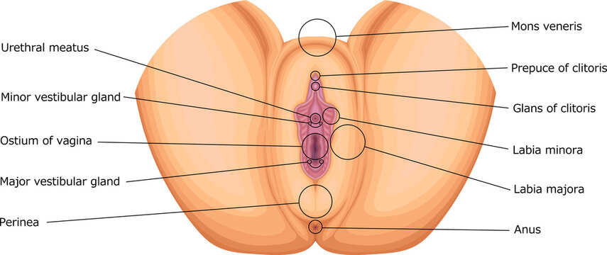 女性外性器　女性生殖器　構造　イラスト