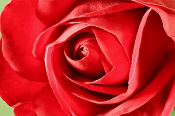 Naklejka premium Close-up of red rose