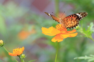 ツマグロヒョウモン