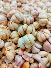 Garlic bulb Closeup Beautiful and perfect garlic bulb.