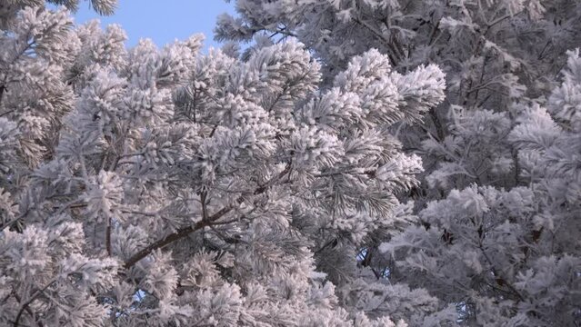 Frosty pine tree in winter time
