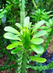 Fototapeta na wymiar Euphorbia neriifolia, Cardon cactus fairy castle plant with green leaves.