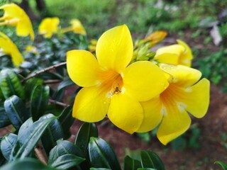 Spider web in yellow flower Blooming flowers yellow Garden blossom, Close up white background