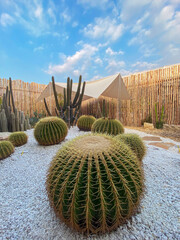 Cactus farm with a white tent and blue sky