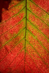 Obraz premium Macro detail of the veins, xylem, and phloem cells of a swamp white oak (quercus bicolor) leaf in autumn mid color-change.