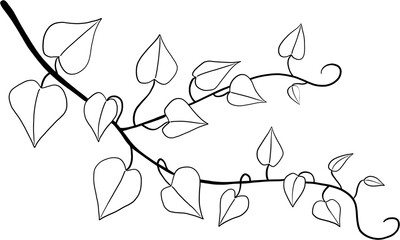 Simplicity ivy freehand drawing