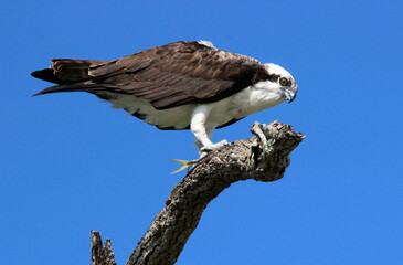 osprey
