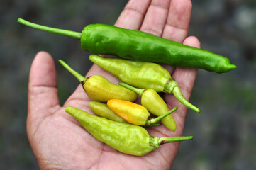 Hands holding green chilies in the garden