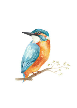 Kingfisher bird. Hand-drawn watercolor illustration. Turquoise and orange colors.
