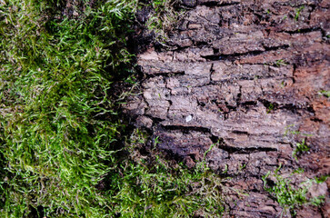 Old tree close-up with bark overgrown with moss.