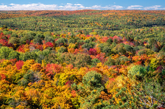 A Vibrantly Autumn Colored Forest Canopy Leads The Viewer Through A Journey Of Green, Yellow, Orange And Red Colors Towards A Blue Sky With Puffy White Clouds. Algonquin Park, Ontario, Canada.