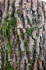 Old tree close-up with bark overgrown with moss.