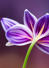 purple orchid flower	