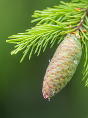 Young spruce cone with cured resin on a sunny morning in the forest. Copy space. Vertical image.