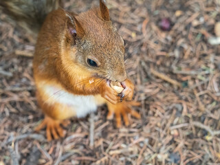 Squirrel in autumn or spring with nut on the green grass with fallen yellow leaves