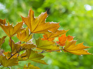 Tree branch with dark red leaves, Acer platanoides, the Norway maple Crimson King. Red Maple acutifoliate Crimson King, young plant with green background.