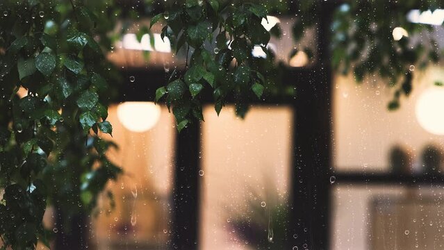 Rain and raindrops falling on the windows and leaves, and the sound of fresh showers and rain on a summer night

