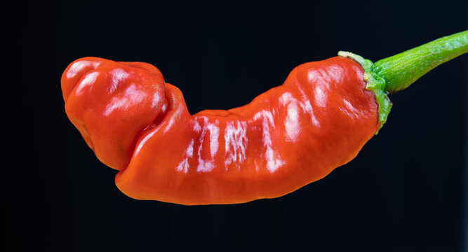 eine nat&uuml;rlich gewachsene reife Chili in der Form eines Phallus