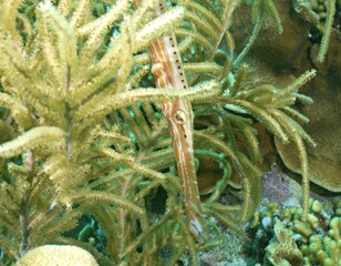 Trumpetfish portrait on the reef