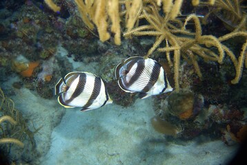 Raccoon Butterfly fish on the reef