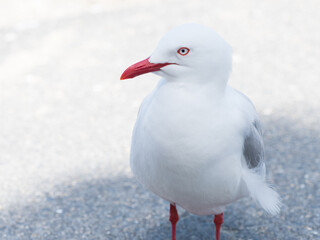 Profile of the striking markings on a red billed gull (Chroicocephalus novaehollandiae).New Zealand