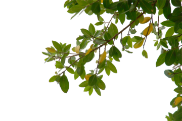 green leaf or branches isolated on white background.Is a fresh green branch natural looking in summer.Can be used in graphics to create the image.