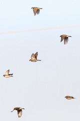 Spaanse Mus, Spanish Sparrow, Passer hispaniolensis